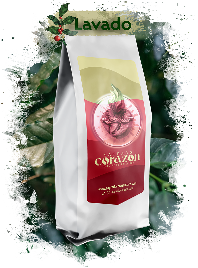 Grano de Café Castillo Procesado Lavado